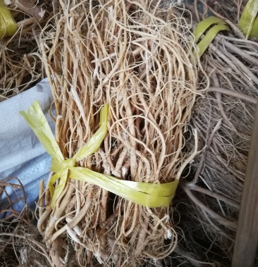 供应新货虎尾轮石参根可煲汤泡酒