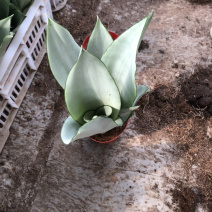 白玉虎皮兰