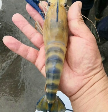 养殖罗氏沼虾又名泰国大头虾