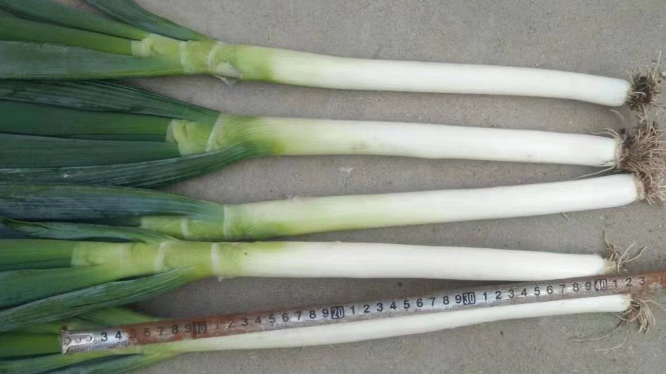 老葱与嫩葱对比特写