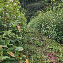 茶树苗，老鹰茶树苗，老阴茶，红茶，白茶，基地直销。，包邮
