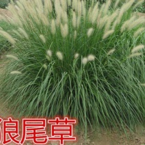 狼尾草种子一年生草本植物。