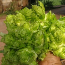 小心子儿菜，四川神菜，包儿菜，，