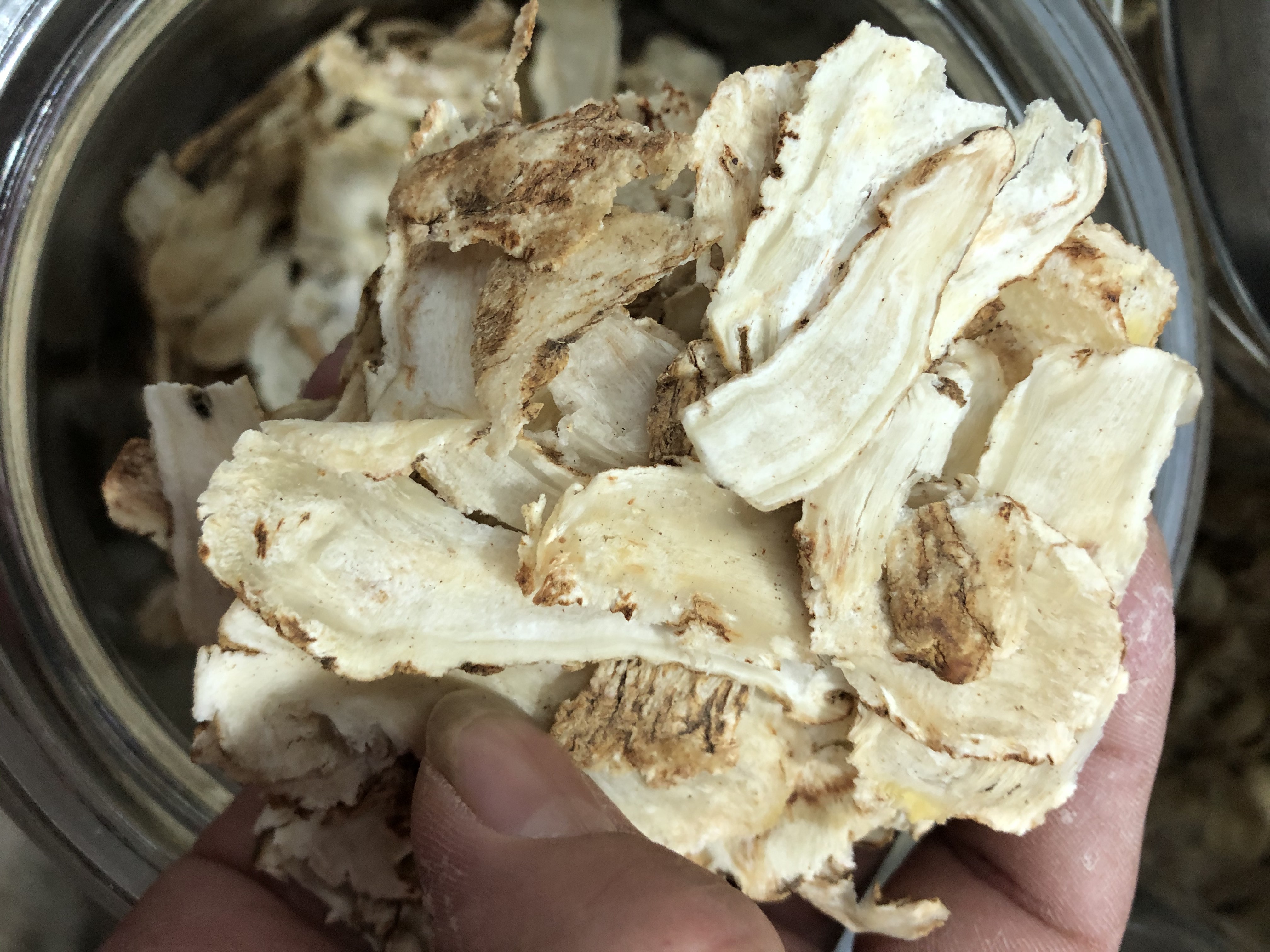 当归与红参植物形态对比