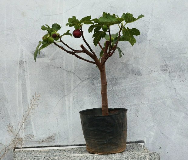 绿萝植株特写：展示典型心形蜡质叶片、气生根及罕见佛焰苞花序（浅黄绿色，包裹于绿色佛焰苞内，未开放状态）