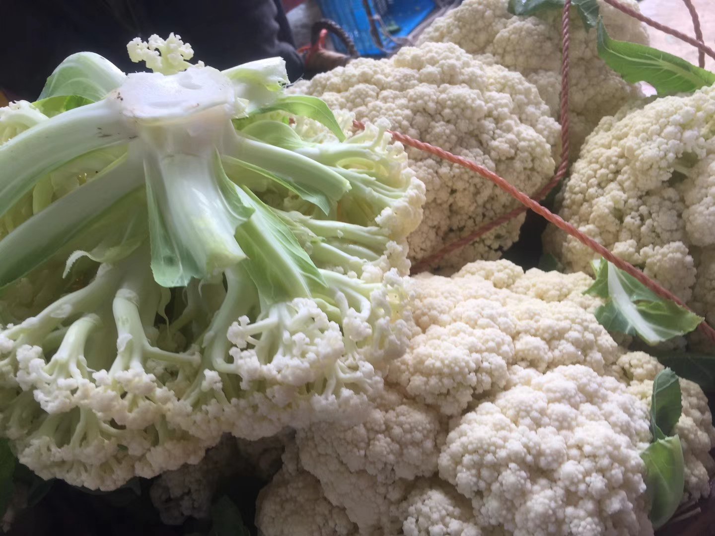 左侧为‘浙农松花70’横切面,显示明显的长花枝结构和淡黄色调;右侧为清炒松花菜成品,花枝分明,色泽明亮,无塌陷或出水现象,盘中搭配少量红椒丝以增强视觉对比 松花菜切面与烹饪成品对比