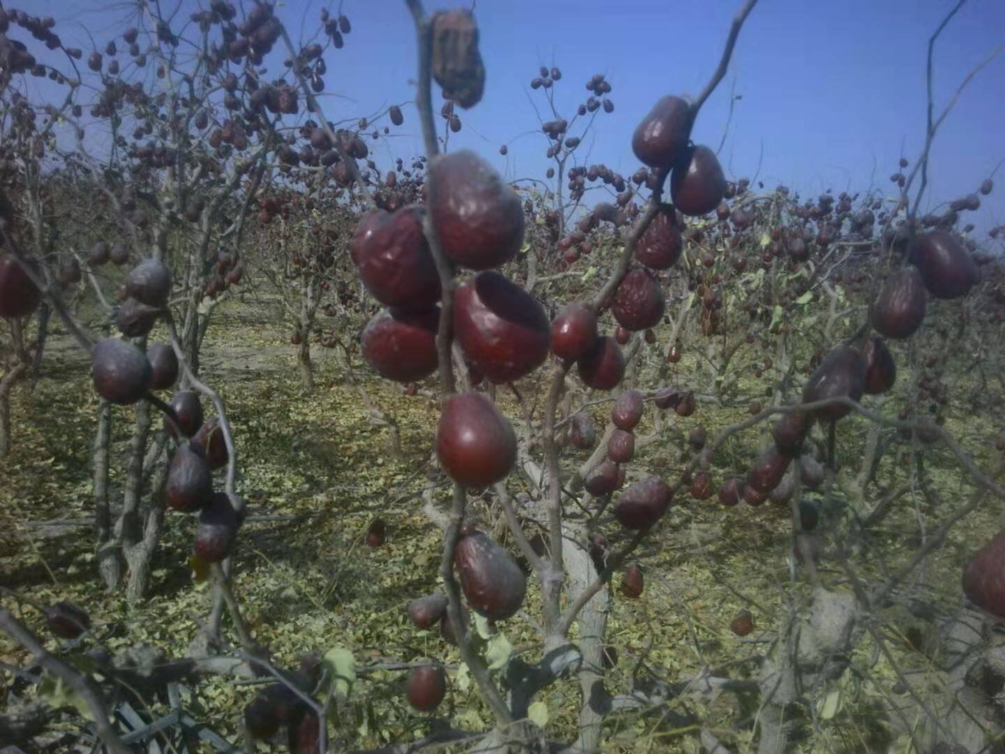 新疆骏枣丰收场景