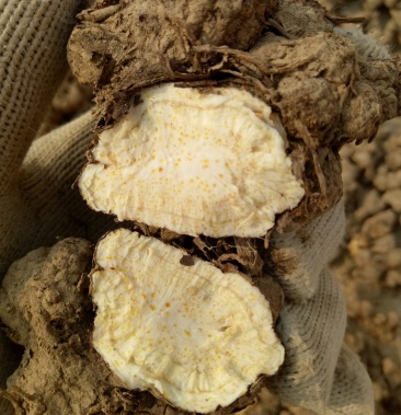 苍术安微省亳州市卫岗镇地产苍术生晒术干货鲜货