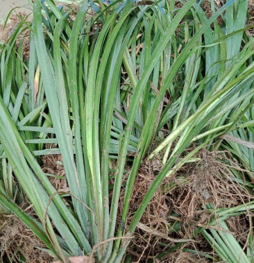 贵州家种粉质石菖蒲驯化种苗高产量高含量