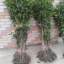 金桂桂花树苗浓香型八月桂花苗金黄色花苗圃有好货