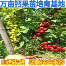 3年生钙果苗黑钙果苗钙果树苗