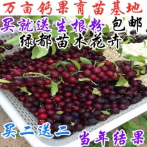 农大钙果苗钙果树苗欧李苗欧李树苗农大钙果苗345678