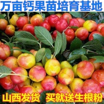 [橱]新品种高钙果树苗钙果种苗农大9号钙果苗