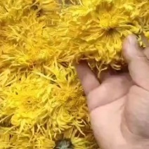 自家生产的菊花茶