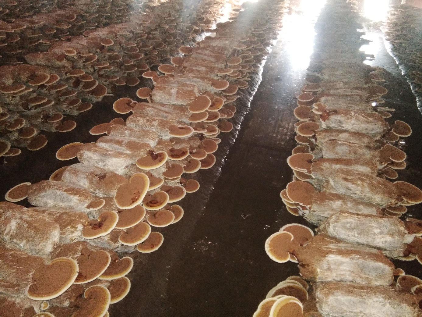 云南高原林下仿野生灵芝栽培场景