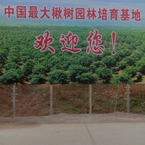 各种规格楸树梓树