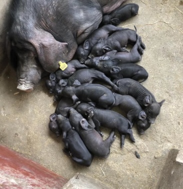 [仔猪批发]黑猪仔.两头起全国包邮价格8.00元/斤 - 一亩田