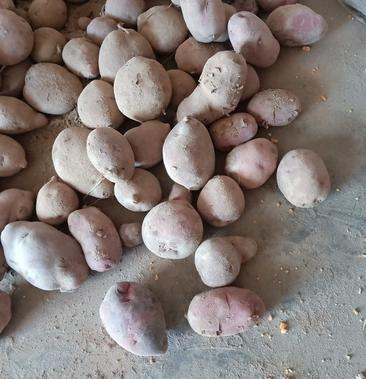 [青薯9号土豆批发]土豆价格060元/斤 