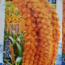 邯杂谷1号大穗高产抗倒伏高抗鸟优质谷种150克