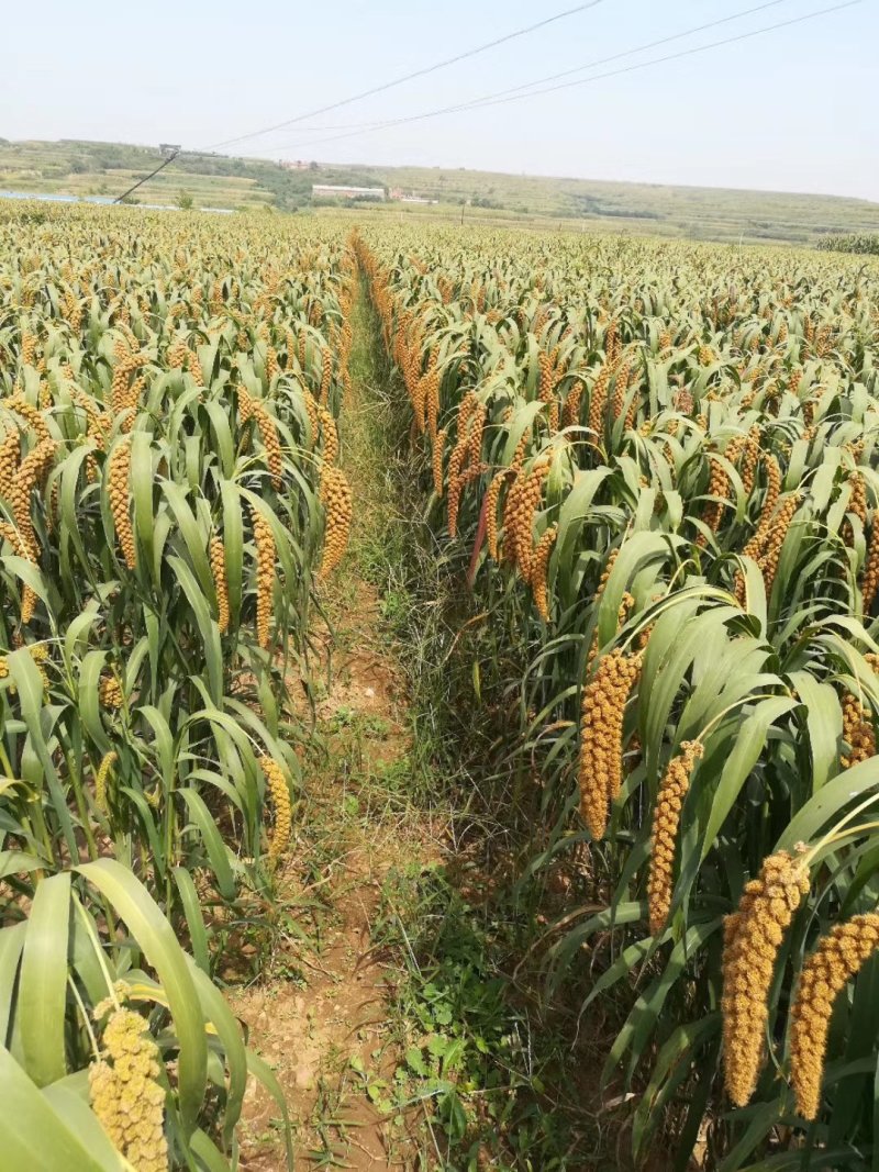 邯杂谷1号大穗高产抗倒伏高抗鸟优质谷种150克