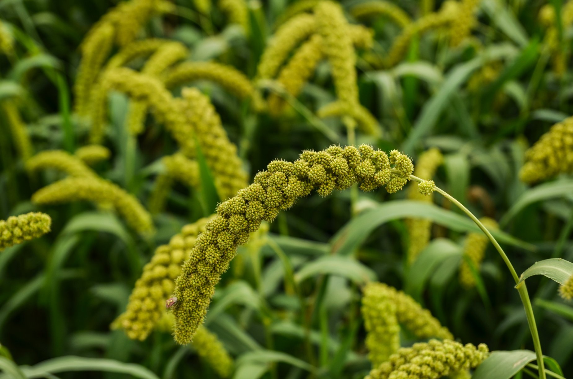 沁州黄小米2020年新米 袋装9斤装大量现货批发