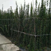 四川紫薇小苗西南植物编制基地紫薇条子2米高