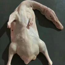 白条鸭