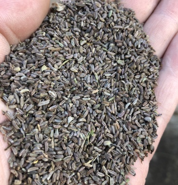 [柴胡种子批发]31号柴胡籽,日本柴胡北岛柴胡,产地直销,保障牙率价格