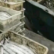 渤海湾刀鱼