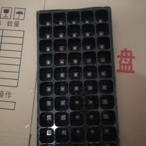 穴盘育苗盘32孔50孔72孔