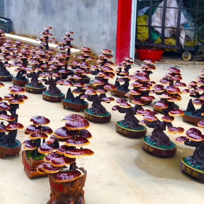 虞城县灵芝盆景价格行情走势 - 一亩田