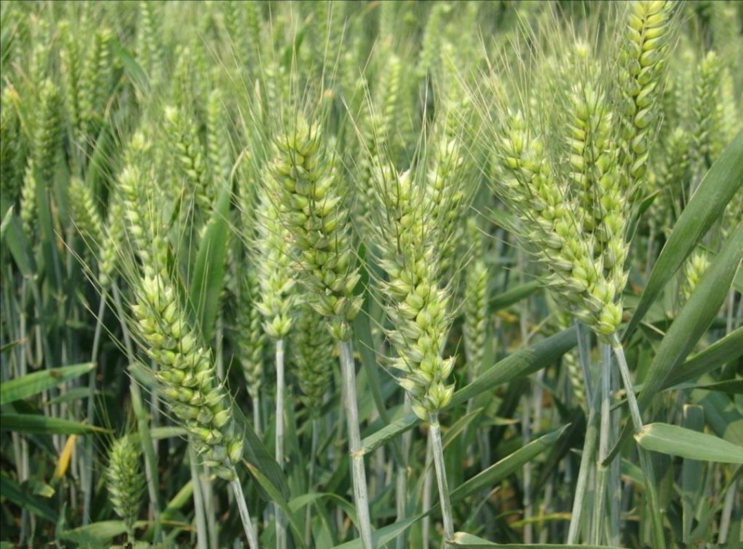 小麦未成熟表现