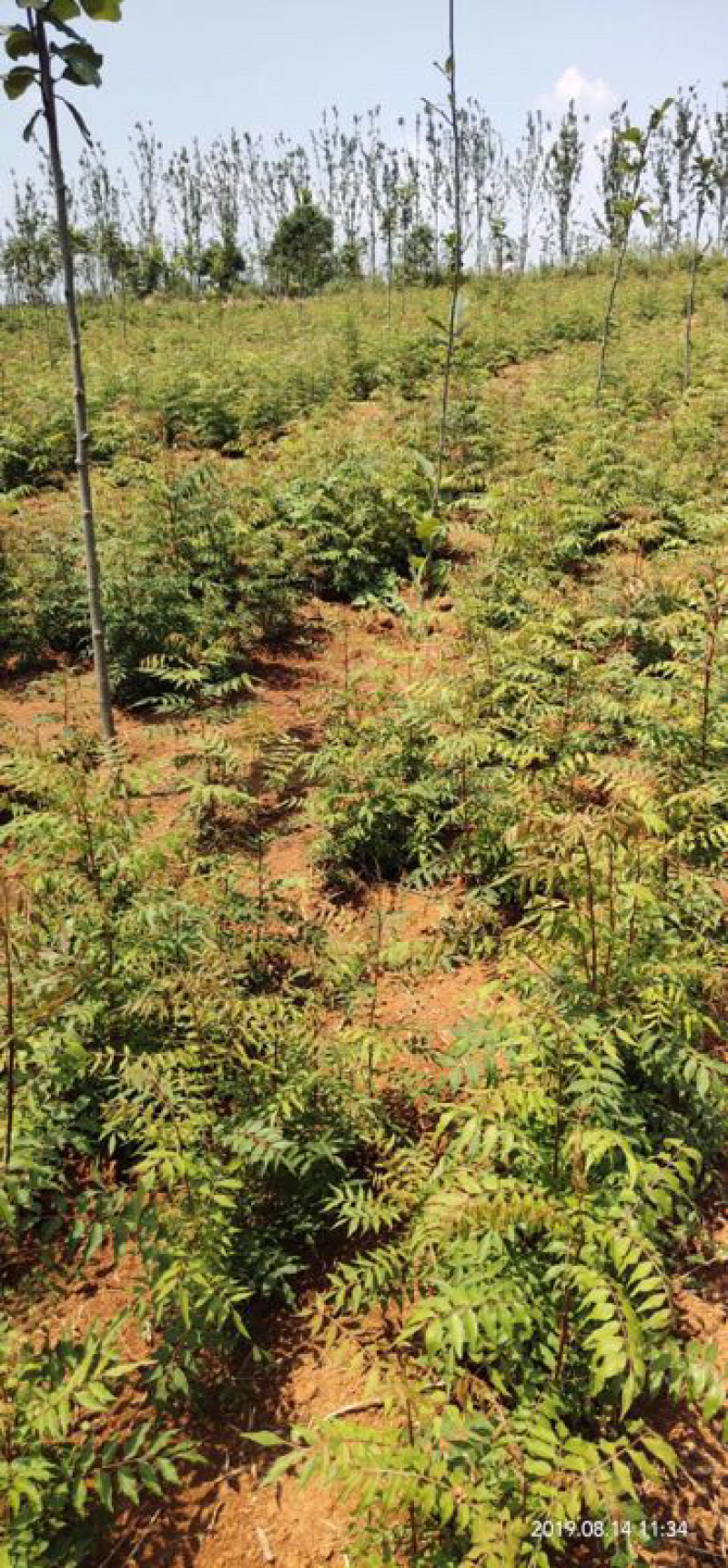 黄连木小苗,一年小苗,当年黄连木小苗,苗圃基地