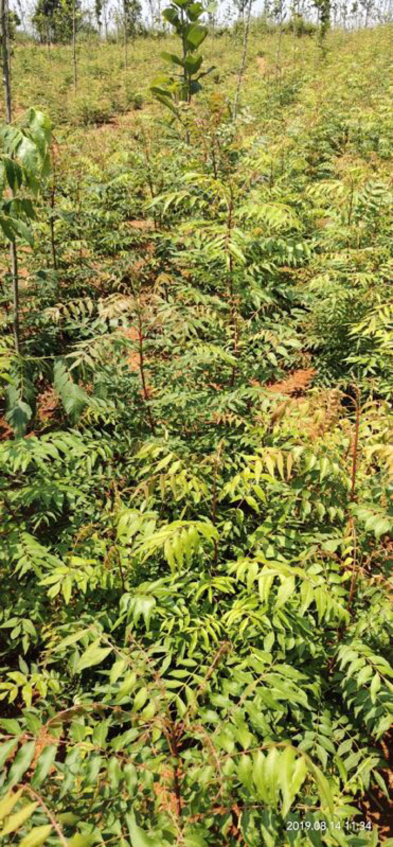 黄连木小苗,一年小苗,当年黄连木小苗,苗圃基地