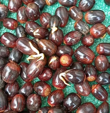 正宗娜塔栎种子北美红橡种子速生红栎种子橡树蒙古栎柞栎种子