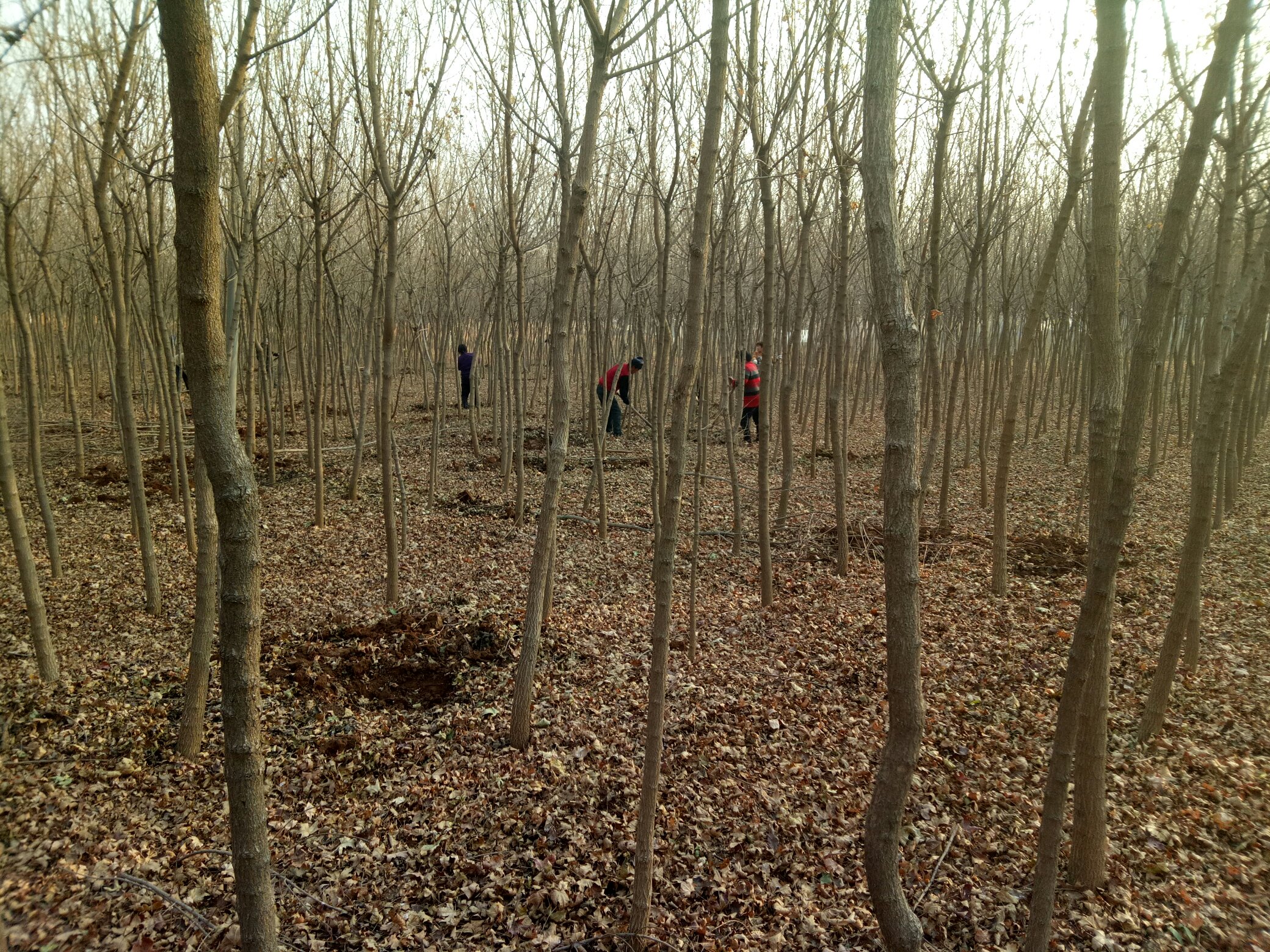 五角枫冬季修剪场景