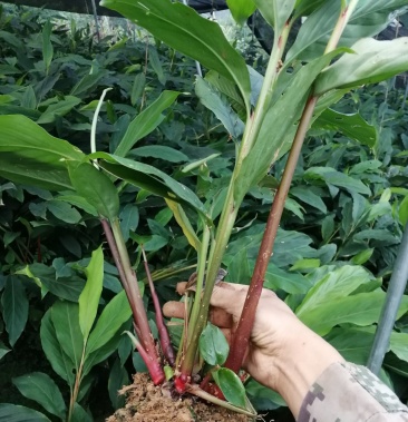 高山旱地草果苗大红草果包技术包回收