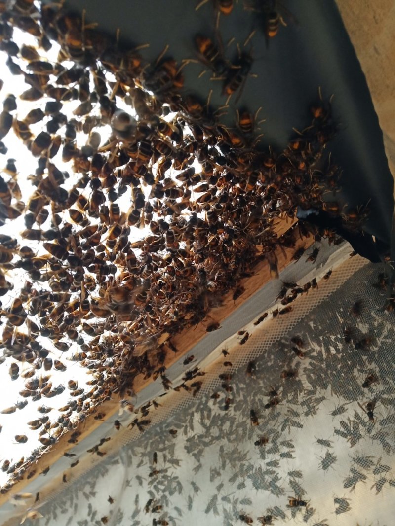 马蜂王胡蜂王黄脚蜂王葫芦蜂王精品王供全套技黄蜂