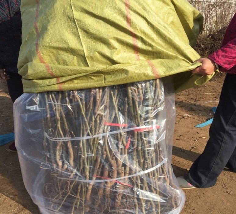 山东某苗木基地通过直播销售凯特杏苗木,现场展示嫁接过程和成活率 凯特杏苗木直播销售现场