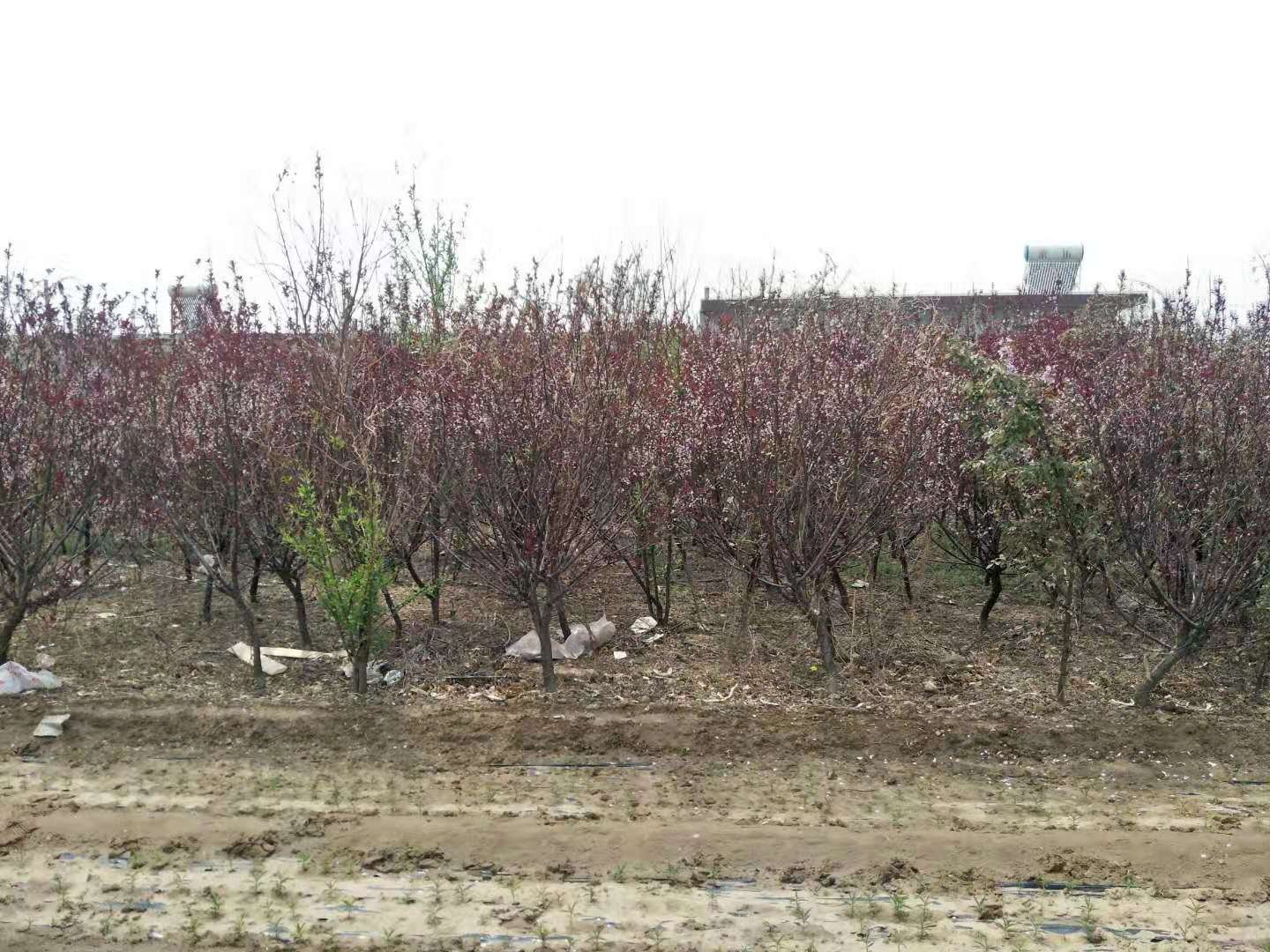 满桃李种植园实景