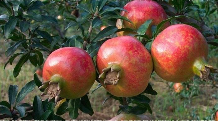 展示石榴的营养成分表与健康功效 石榴营养价值图示