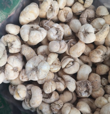 浙贝母贝母大贝母贝母