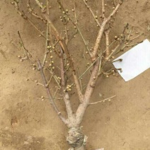 素心腊梅大苗带花苞带土发包成活