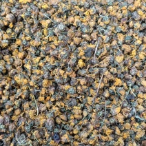 精品菊花菊花茶野菊花(原生态产地，一手货源，包邮)