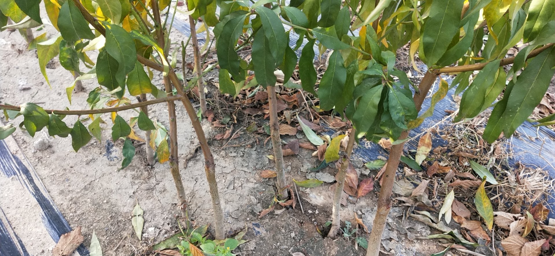 黄金蜜4号黄桃小苗特写