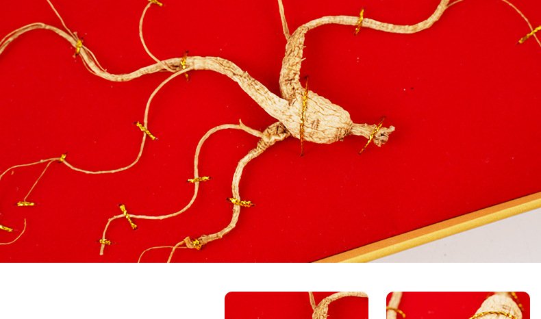 林下参植株特写