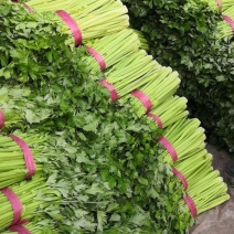 山东聊城美国西芹大量上市中急需客户前来收购芹菜