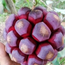 黑老虎苗布福娜苗黑老虎树苗水果苗爬藤酒饭团南北方种植当年