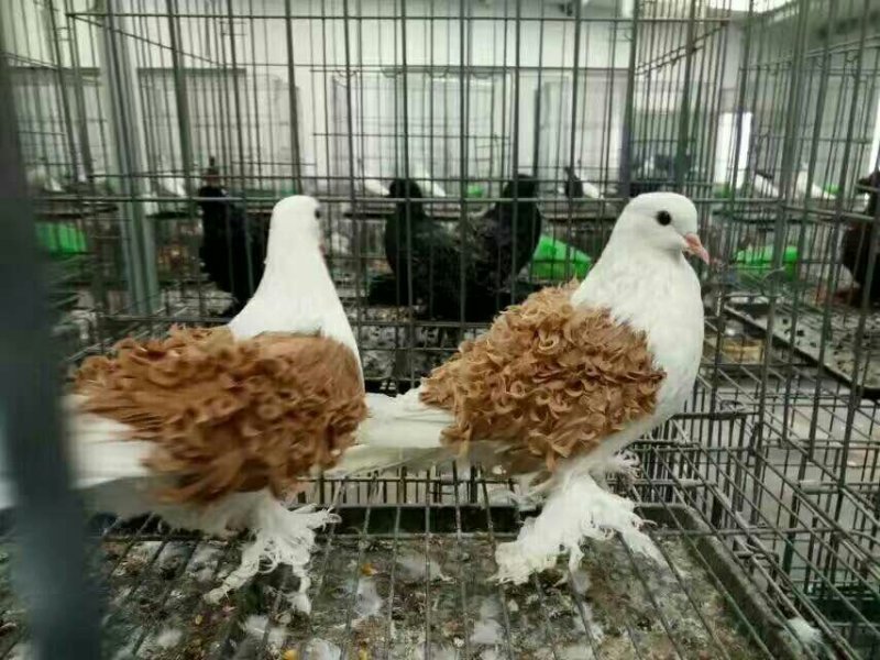 观赏鸽元宝鸽多少钱肉鸽种鸽