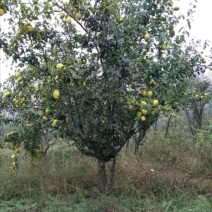 木瓜树木瓜海棠木瓜基地